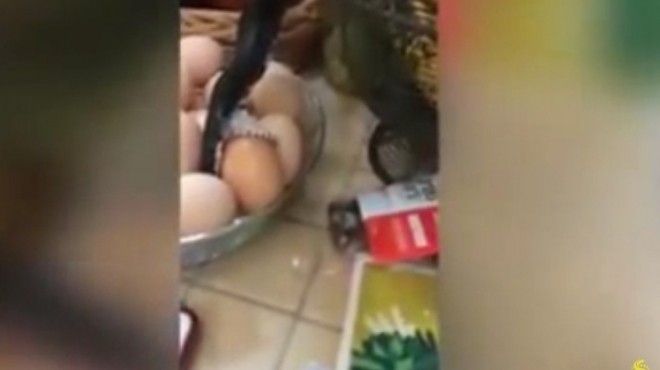 بالفيديو| أفعى غير سامة تفاجئ أمريكية في مطبخها وتأكل 