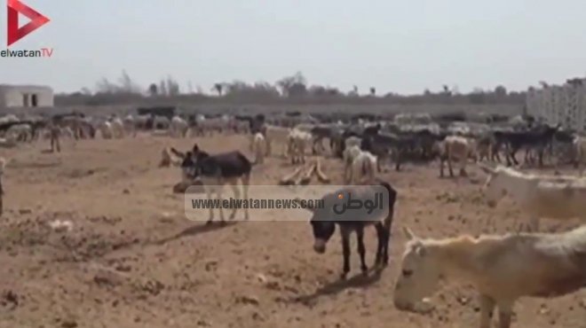بعد ذبح ٣٠ حمارا.. أول فيديو من مزارع الحمير في الفيوم