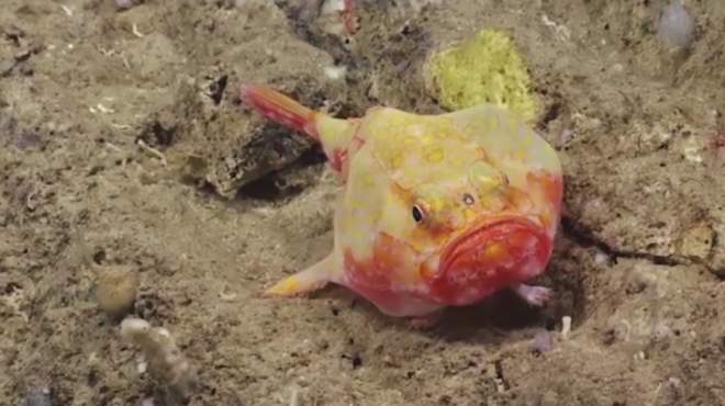 بالفيديو| اكتشاف مخلوقات غريبة في قاع المحيط الأطلنطي