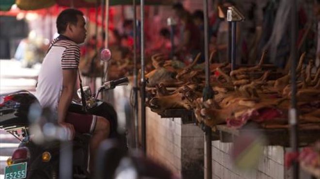 بالصور| انطلاق فعاليات مهرجان أكل لحم الكلاب في الصين