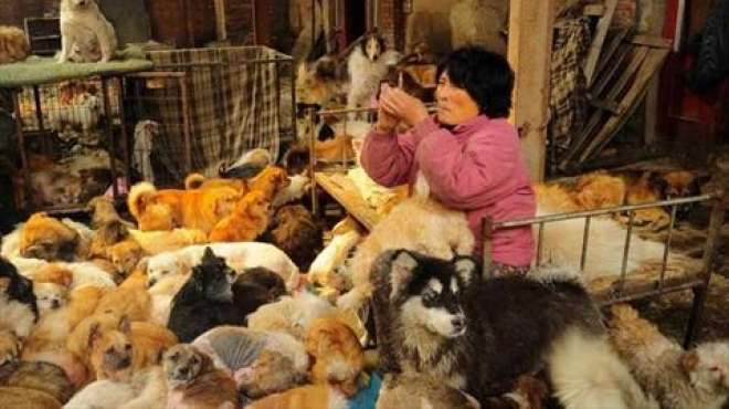 بالصور| امرأة صينية تنفق ألف دولار لإنقاذ 1500 كلب من الذبح