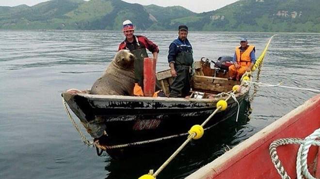 بالصور| حيوان الفقمة يشارك صيادين رحلة على متن قاربهم لمدة 8 ساعات