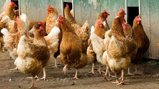 زوجان يؤجران الدجاج للتغلب على ارتفاع أسعار البيض في أمريكا