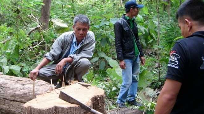 ميانمار تحكم على 153 مواطنا صينيا بالسجن مدى الحياة بتهمة قطع الأشجار