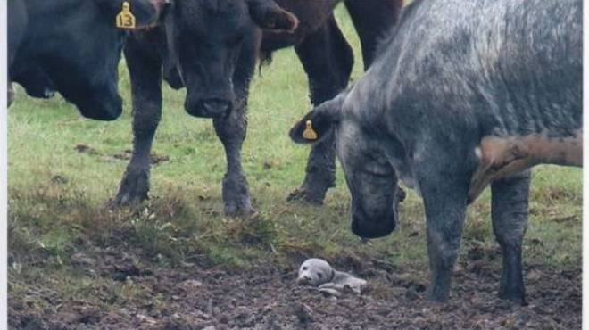 بالصور| قطيع من الأبقار ينقذ صغير حيوان الفقمة