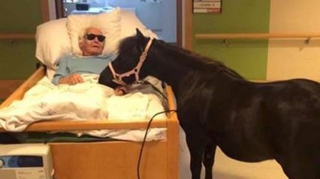 حصان يزور صاحبه في دار المسنين