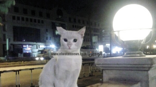 معرض صور عن قطط الشوارع: جزء من معالم مصر