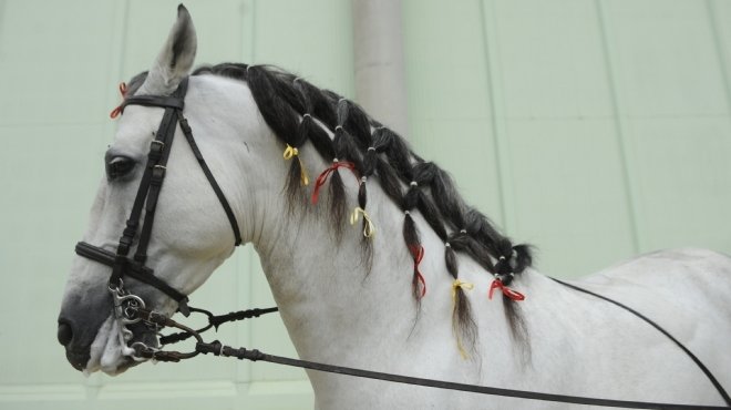 مصر تشارك في معرض شنغهاي الدولي للخيول العربية الأصيلة