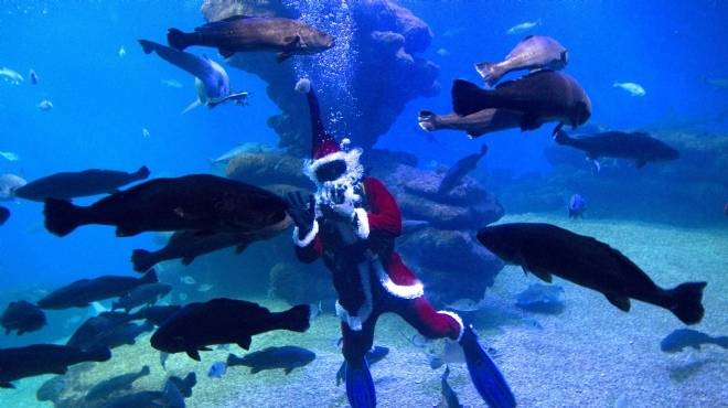  بابا نويل يحتفل بالكريسماس مع الأسماك في أعماق البحار