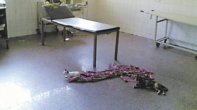 مستشفى الحوامدية العام: مصابون فى غرف متهالكة.. وقطط فى العناية المركزة