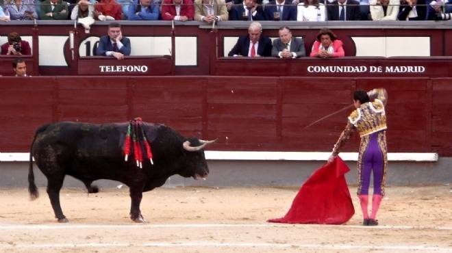 إدراج مصارعة الثيران ضمن التراث الثقافى الإسباني