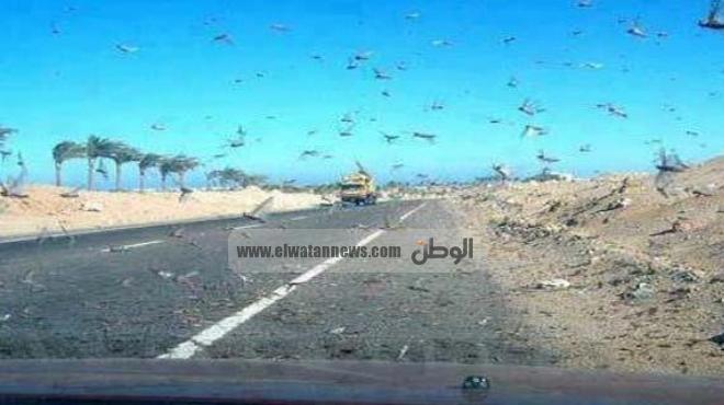  10 أسراب جراد تعبر الحدود قادمة من السودان.. وتوقعات بوصول أخرى للقاهرة خلال ساعات