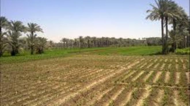 الزراعة.. مصر تفقد 3 أفدنة «خصبة» كل ساعة