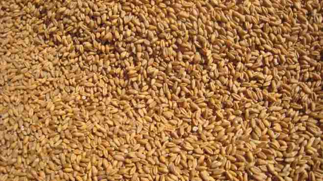  تحقيق 85% من المستهدف لتوريد القمح في المنوفية 