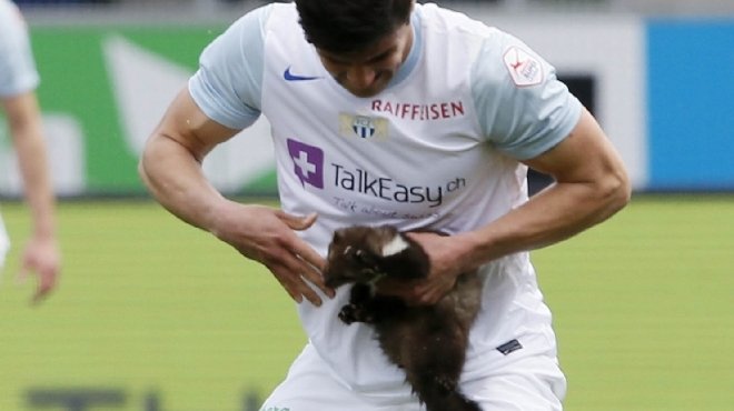  بالصور| حيوان بري يعض لاعبا خلال مباراة في الدوري السويسري 