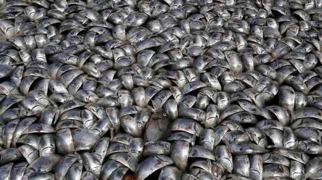  العثور على آلاف الاسماك النافقة في نهر بالصين إثر تسرب مادة سامة