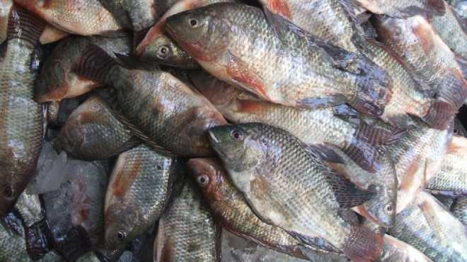  ارتفاع أسعار الأسماك البلدي مع قدوم عيد الفطر بالمنيا 
