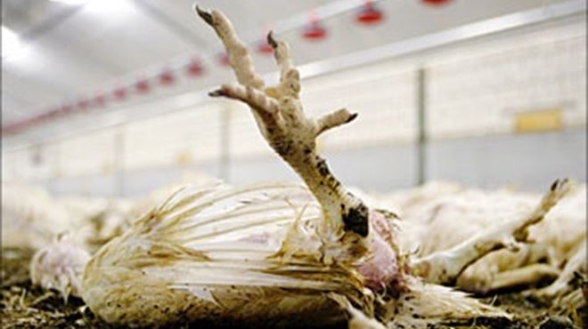  الصين تسجل أول إصابة لفيروس أنفلونزا الطيور 