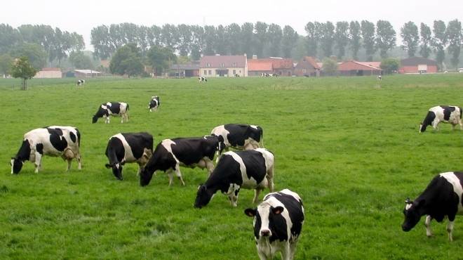 أستراليا توافق على تصدير 20 ألف رأس من الأبقار استعداداً لرمضان
