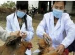  ظهور أول حالة إنفلونزا الطيور من سلالة (إتش7 إن 9) في مقاطعة فوجيان بالصين 