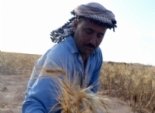 وزير الاقتصاد الليبي: علينا أن ندفع لمستوردي القمح لنضمن استمراره