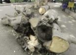 جمعيات المجتمع المدني ببورسعيد تدين عمليات قطع الأشجار بالمحافظة