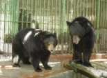 جرعات تخدير زائدة وراء وفاة «الدببة» فى حديقة الحيوان