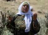  مستوطنون يهود يقتلعون أشجار الزيتون بقرية التينة في فلسطين 