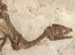تونس تعلن عن اكتشاف عظام ديناصور عمرها 110 ملايين سنة