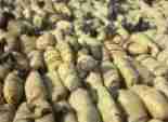  ضبط قيراط مزروع بنبات البانجو المخدر بأسيوط 
