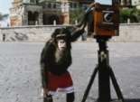 بيع صورة فوتوغرافية التقطها شامبانزي بمبلغ 77 ألف دولار في مزاد علني بلندن