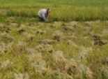 «انقطاع الكهرباء» يعطل ماكينات الري المطور بالبحيرة ويتسبب في تلف «الأرز»