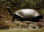  بالصور| بحيرة صناعية لحماية السلاحف العملاقة من الانقراض 