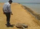 حملة من الأمن والمحميات على محطات صيد الحيوانات البرية بالبحر الأحمر