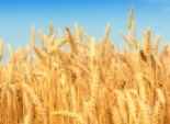 زيادة إنتاجية القمح عن العام الماضي بأسيوط.. و300 ألف فدان ذرة شامية ورفيعة