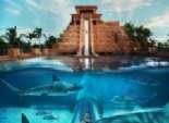  بالصور| السباحة وسط أسماك القرش في معبد بجزر البهاما