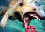 بالصور| مربي كلاب يضع كاميرا تحت الماء لالتقاط صور لها أثناء إمساك الكرة