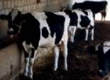 جمعية دار الأورمان توزع 35 رأس ماشية على فقراء المنيا