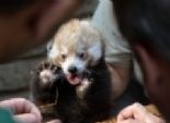  بالصور| حديقة حيوان ليبزيج تعتني بصغيرين من ذكور الباندا 