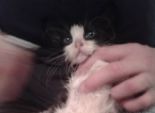  بالصور| فتاة تنقذ قطة ضالة بعد أن أصابها فقر الدم بسبب البراغيث