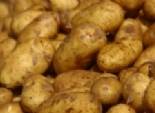  منظومة جديدة لزراعة وتسويق محصول البطاطس بالمنوفية