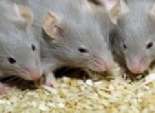  عالم أحياء: الفئران 