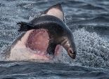  بالصور| سمكة قرش تفترس كلب بحر في جنوب إفريقيا