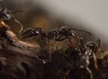  بالصور| قصر ديسكفري بفرنسا ينظم متحف للنمل العملاق 