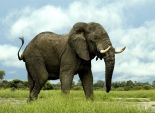  دراسة: الفيلة الضخمة في تنزانيا تواجه خطر الانقراض 