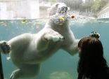  بالصور| الدب القطبي 