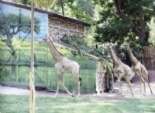 حديقة حيوان الجيزة تستقبل 3 زرافات جديدة بعد 5 سنين غياب