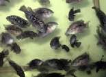  دراسة بجامعة أسيوط: هرمونات استزراع سمك البلطي تسبب الأرق وسرعة دقات القلب 