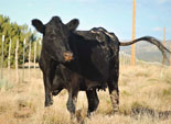 السعودية تفرض حظرا مؤقتا على استيراد الأبقار الأمريكية بسبب جنون البقر 
