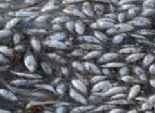 ضبط 75.5 طن أسماك فاسدة في البحيرة